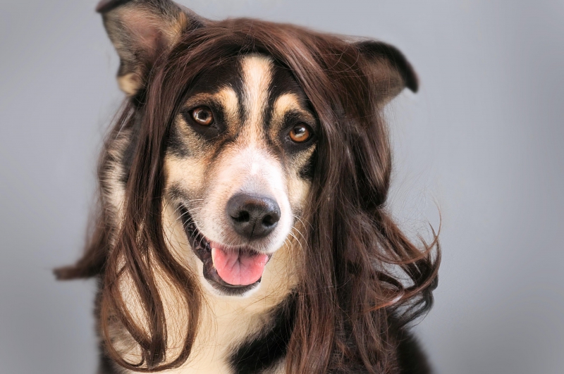 coiffure-BRAS-min_dog-1776721